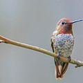 Male Anna's Hummingbird Photograph by Briand Sanderson Male Anna's Hummingbird Photograph by Briand Sanderson