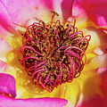 My Rose, Dijon, France, May by European School My Rose, Dijon, France, May by European School