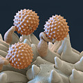 Pollen And Pollen Tubes, Sem Photograph by Oliver Meckes EYE OF SCIENCE Pollen And Pollen Tubes, Sem Photograph by Oliver Meckes EYE OF SCIENCE
