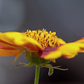 Rudbeckia by Smart Aviation Rudbeckia by Smart Aviation