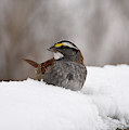 White- Throated Sparrow Photograph by Ann Bridges White- Throated Sparrow Photograph by Ann Bridges