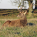 28/11/18 TATTON PARK. Stag in The Park. Photograph by Lachlan Main 28/11/18 TATTON PARK. Stag in The Park. Photograph by Lachlan Main