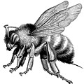 Bee Drawing by CSA Images Bee Drawing by CSA Images