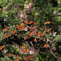 2834 Sun Bathing Monarchs by Craig Corwin