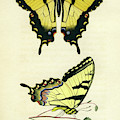 Butterflies Photograph by Unknown Butterflies Photograph by Unknown