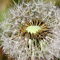 Dandelion head close up Photograph by Martin Smith Dandelion head close up Photograph by Martin Smith