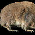 Eurasian Water Shrew #3 Photograph by Science Photo Library