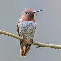 Male Anna's Hummingbird Photograph by Briand Sanderson Male Anna's Hummingbird Photograph by Briand Sanderson