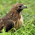 Red tailed hawk Photograph by Sam Rino Red tailed hawk Photograph by Sam Rino