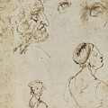 Sheet Of Studies Drawing by Leonardo Da Vinci Sheet Of Studies Drawing by Leonardo Da Vinci