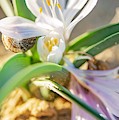 Colchicum Ritchii Photograph by Benny Woodoo Colchicum Ritchii Photograph by Benny Woodoo