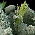 Lichen Photograph by Meckes/ottawa Lichen Photograph by Meckes/ottawa