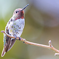 Male Anna's Hummingbird Photograph by Briand Sanderson Male Anna's Hummingbird Photograph by Briand Sanderson