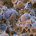 Polyacrylic Acid Sem Photograph by Meckes/ottawa Polyacrylic Acid Sem Photograph by Meckes/ottawa