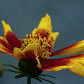 Rudbeckia 4 by Smart Aviation Rudbeckia 4 by Smart Aviation
