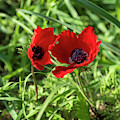 Anemones Photograph by Benny Woodoo Anemones Photograph by Benny Woodoo