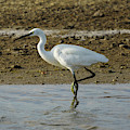 Little Egret Egretta Garzetta Photograph by Pablo Avanzini Little Egret Egretta Garzetta Photograph by Pablo Avanzini