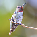 Male Anna's Hummingbird Photograph by Briand Sanderson Male Anna's Hummingbird Photograph by Briand Sanderson
