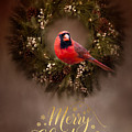 Merry Christmas Photograph by Cathy Kovarik Merry Christmas Photograph by Cathy Kovarik