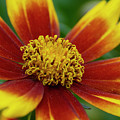 Rudbeckia by Smart Aviation Rudbeckia by Smart Aviation