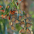 5207 Monarch Cluster by Craig Corwin