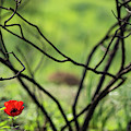 Anemones Photograph by Benny Woodoo Anemones Photograph by Benny Woodoo