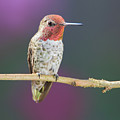 Male Anna's Hummingbird Photograph by Briand Sanderson Male Anna's Hummingbird Photograph by Briand Sanderson