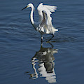 Little Egret Egretta Garzetta Photograph by Pablo Avanzini Little Egret Egretta Garzetta Photograph by Pablo Avanzini