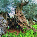 Old Olive Tree by Manolis Tsantakis Old Olive Tree by Manolis Tsantakis