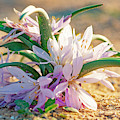 Colchicum Ritchii Photograph by Benny Woodoo Colchicum Ritchii Photograph by Benny Woodoo