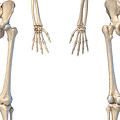 Human Hip #8 Photograph by Science Photo Library