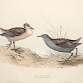 Different Types Of Birds Illustrated By Charles Dessalines D Orbigny 1806-1876 21 83 by Charles Dessalines D Orbigny Different Types Of Birds Illustrated By Charles Dessalines D Orbigny 1806-1876 21 83 by Charles Dessalines D Orbigny