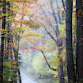 A Canopy Of Autumn Leaves by Lana Trussell A Canopy Of Autumn Leaves by Lana Trussell