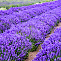 Oceans of Lavender, its harvest time Photograph by Leslie Struxness Oceans of Lavender, its harvest time Photograph by Leslie Struxness