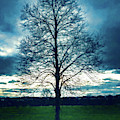 A Lone Tree in Winter Digital Art by Jason Fink A Lone Tree in Winter Digital Art by Jason Fink