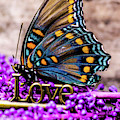 A Love Butterfly by Gerald Kloss A Love Butterfly by Gerald Kloss