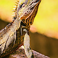 A Predators Portrait by Jorgo Photography - Wall Art Gallery A Predators Portrait by Jorgo Photography - Wall Art Gallery