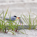 A Quick Feeding Photograph by Susan Rissi Tregoning A Quick Feeding Photograph by Susan Rissi Tregoning