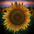A single sunflower closeup at dusk Photograph by Phillip Rubino A single sunflower closeup at dusk Photograph by Phillip Rubino