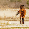 A Walk On The Wild Side Photograph by Donna Twiford A Walk On The Wild Side Photograph by Donna Twiford