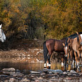 A Watchful Eye. Photograph by Paul Martin