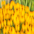 Abstract Rudbeckia 2018-1 Photograph by Thomas Young Abstract Rudbeckia 2018-1 Photograph by Thomas Young