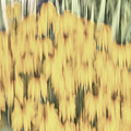 Abstract Rudbeckia 2018-2 Photograph by Thomas Young Abstract Rudbeckia 2018-2 Photograph by Thomas Young