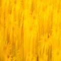 Abstract Sunflowers 2018-3 Photograph by Thomas Young Abstract Sunflowers 2018-3 Photograph by Thomas Young