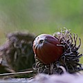 Acorn close up Photograph by Martin Smith Acorn close up Photograph by Martin Smith