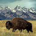 Adult Bison Bison Bison Wild Wyoming Photograph by Dave Welling Adult Bison Bison Bison Wild Wyoming Photograph by Dave Welling