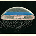 Aequorea Forbesiana Mixed Media by Philip Henry Gosse Aequorea Forbesiana Mixed Media by Philip Henry Gosse