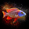 African Peacock Cichlid III Portrait by Scott Wallace Digital Designs African Peacock Cichlid III Portrait by Scott Wallace Digital Designs