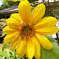 After the Rain Photograph by Karen Stansberry After the Rain Photograph by Karen Stansberry