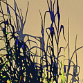 Afternoon Shadows Digital Art by Gina Harrison Afternoon Shadows Digital Art by Gina Harrison